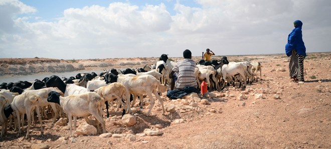 In Somalia's Puntland, crops and livestock have died in areas where there is no water following three years of failed rains. UNDP Somalia/Said Isse(January 2017)
