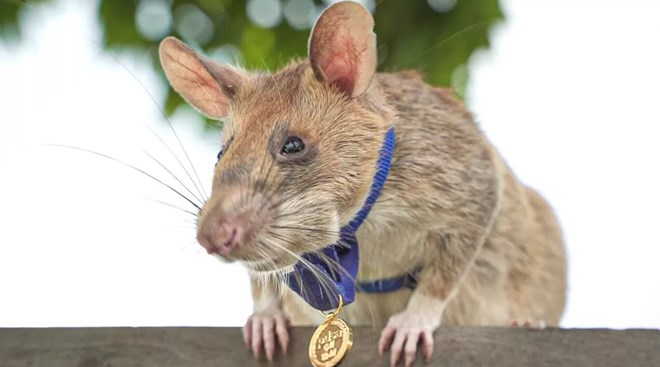 Now that's the face of a proud rat. Apopo