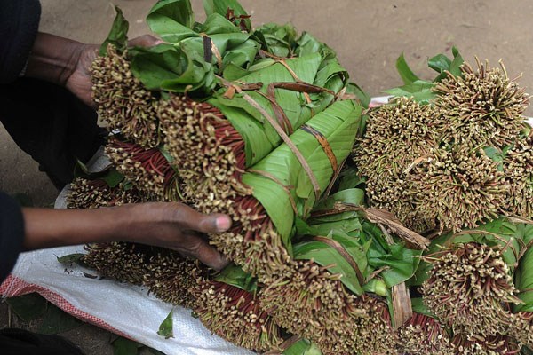 Miraa (khat) traders sort their produce for the market. Somalia has threatened to re-impose a ban on miraa from Kenya. PHOTO / FILE