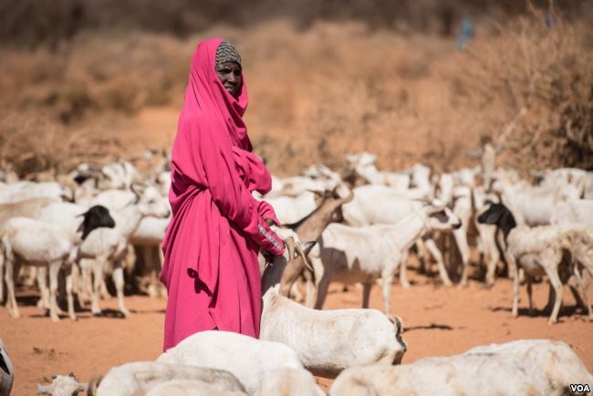 A woman waits with her goats to get them water from a well in the Somaliland region of Somalia on Feb. 9, 2017. (VOA/Jason Patinkin)