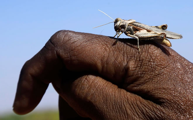 A desert locust lands on a farmer's hand in a grazing land on the outskirt of Dusamareb in Galmudug region CREDIT: REUTERS/FEISAL OMAR