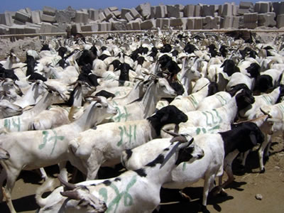 livestock trade in somaliland