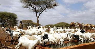 Goats at NEP