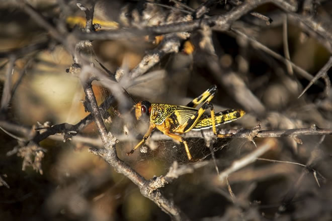 In this photo taken Tuesday, Feb. 4, 2020, a young desert locust that has not yet grown wings is stuck in a spider's web on a thorny bush in the desert near Garowe, in the semi-autonomous Puntland region of Somalia. The desert locusts in this arid patch of northern Somalia look less ominous than the billion-member swarms infesting East Africa, but the hopping young locusts are the next wave in the outbreak that threatens more than 10 million people across the region with a severe hunger crisis. (AP Photo/Ben Curtis)