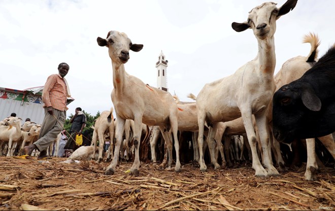 Somali people buy goats at a livestock market in Mogadishu, Somalia, Aug. 10, 2019.