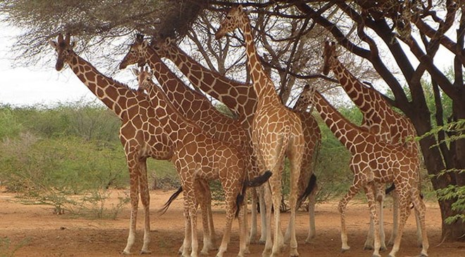 Somali Giraffes in Garissa. PHOTO | SOMALI GIRAFFE PROJECT