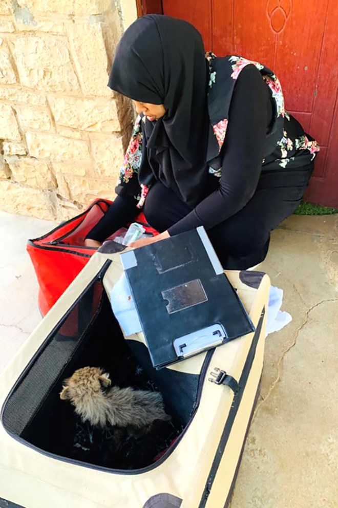 CCF veterinarian Dr Asma Bile prepares cubs rescued from traffickers to make the journey to Hargeisa to the CCF safe house. (Photo: CCF)
