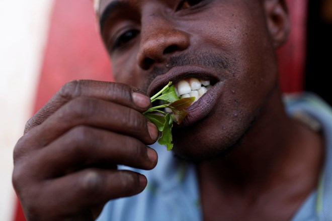 Khat is usually chewed for its stimulating properties. SOURCE GETTY