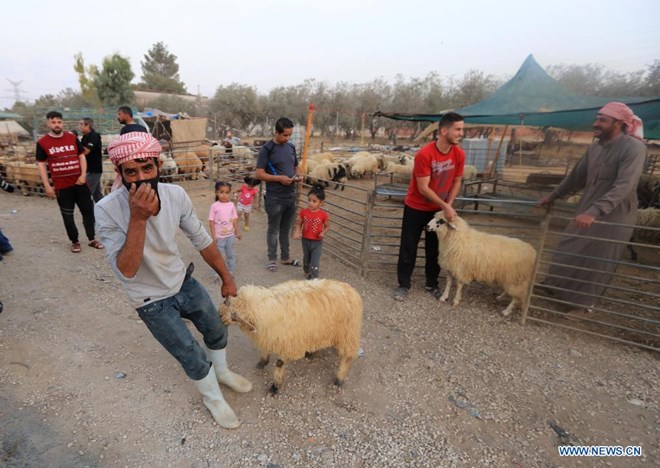 People buy sheep ahead of Eid al-Adha at a livestock market in Amman, Jordan, on July 19, 2021. (Photo by Mohammad Abu Ghosh/Xinhua)