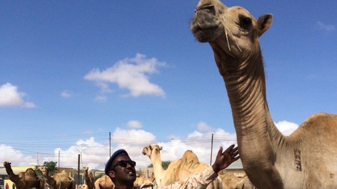 Somalis love their camels and even write poems about them