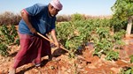 How Somalia can benefit from IFAD and achieve food security?