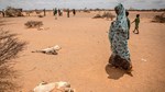 Confronting Impacts of Climate Change in Somalia through awareness, capacity building and policy interventions.