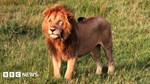 Lion kills 14-year-old girl outside Kenya’s Nairobi National Park