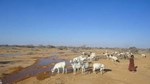 Drought in Bari region forces pastoralists to migrate or stay as livestock die in their village