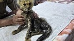 Cheetah cubs destined for the illegal trade in exotic wildlife rescued in Somaliland