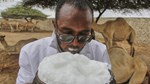 Somalia’s camel milk revolution is improving nutrition and creating jobs