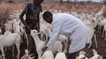 New livestock treatment centre in Galmudug aids pastoralists