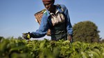 Kenya tells tea factories to cut ties with Rainforest Alliance due to costs