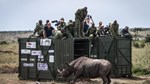 Kenya begins translocation of black rhinos to boost conservation of iconic species