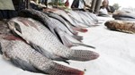 Kenyan fish to access European market