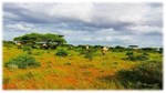 Somalia’s Shrublands and Scattered Grasslands: A National Treasure Under Threat