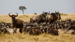 Kenya Wildlife Service rejects wildebeest migration concerns linked to luxury lodge