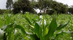 Kenyan farmers secure right to share local seeds in court ruling