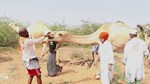 Healthy camel care lifts the spirits of Hiran pastoralists