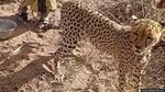 'It became one of the children' – Kenyan family on adopting orphaned cheetah cub