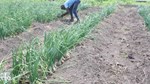 Returnee migrants set up flourishing farms in Baidoa
