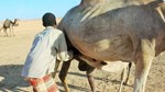 Mudug pastoralists rent out camels to milking ranches to save their livelihoods