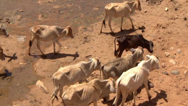 Drought conditions worsen in Puntland