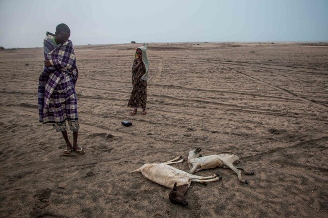 A Somaliland goat herder besides the carcasses of some of his last remaining animals, which had just starved to death (Ashley Hamer/VICE News)