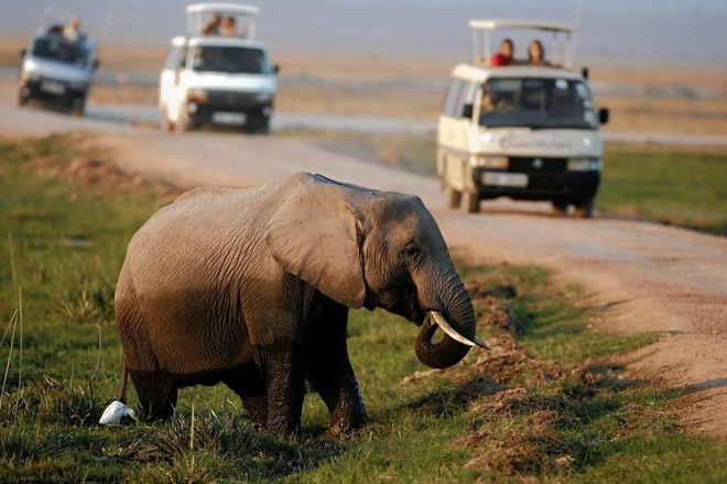 Kenya has faced a decline in tourism amid militant attacks. Shown, an elephant strolls through Kenya’s Amboseli National Park on Saturday.