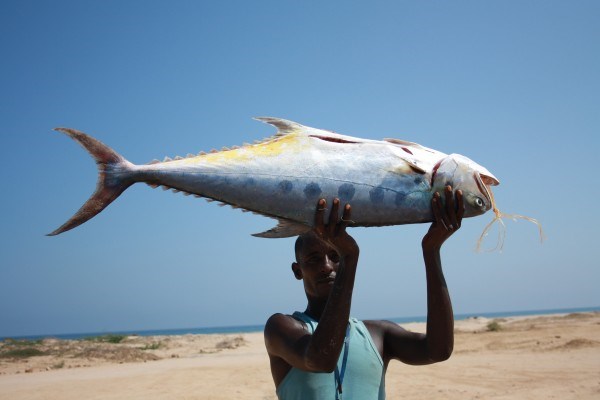 Since the 1970s, the Somali government has supported fishery and agricultural co-operatives in the country