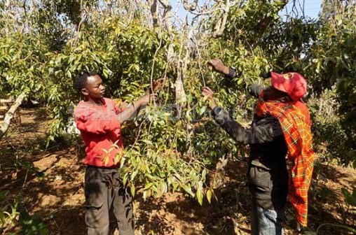 Workers harvest miraa at a farm near Kangeta market in Meru County on September 15, 2016. Miraa farmers got a reprieve after Somalia lifted a ban on miraa flights to Mogandishu and are agitating for new markets.