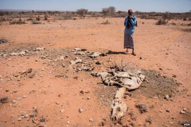 Mohamed Aden Guleid looks at one of his camels which succumbed to drought in Somaliland region of Somalia, Feb. 9, 2017. (VOA/Jason Patinkin)