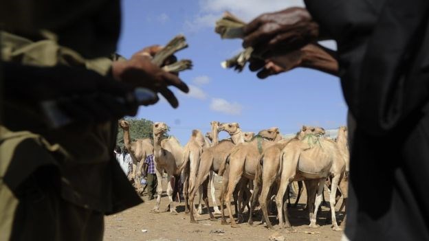 Many Somalis earn their living by exporting camels to Saudi Arabia