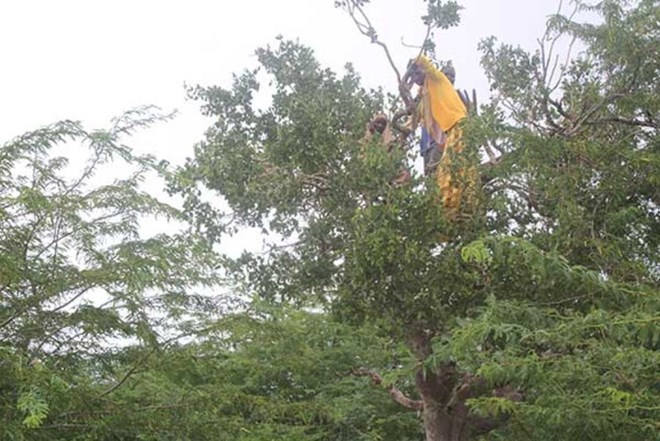 Residents of Ijara in Garissa County making telephone calls atop a tree due to poor network coverage. Al-Shabaab militants have destroyed communication masts put up by telephone service providers. PHOTO | ABDIMALIK HAJIR | NATION MEDIA GROUP