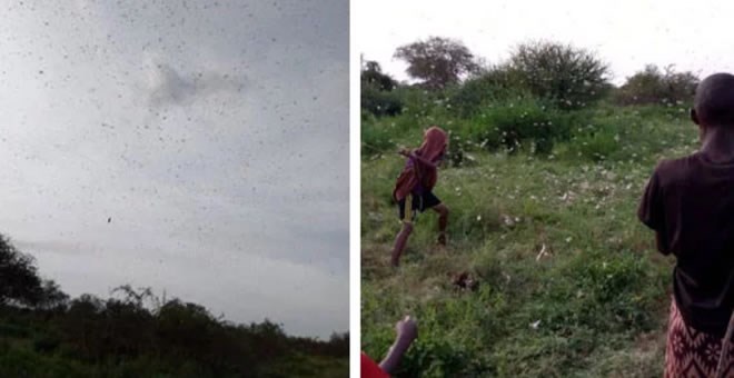 A swarm of locusts in Kutulo, Wajir County on Sunday (left), while children in Kutulo try to get rid of locusts that invaded the area. PHOTOS | BRUHAN MAKONG | NATION MEDIA GROUP