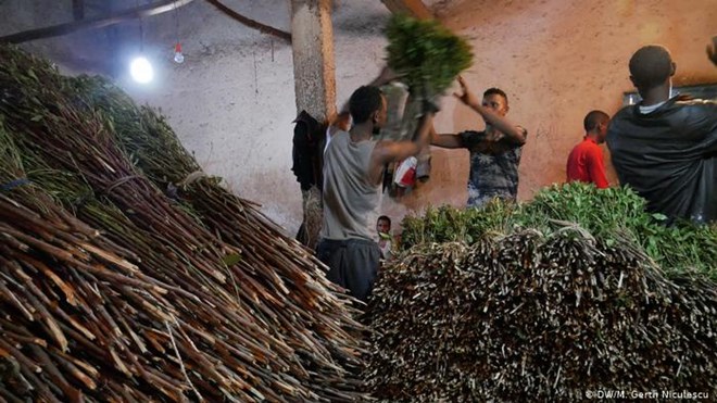 Khat generates so much money in Ethiopia that the government seems loath to fight its use and sale