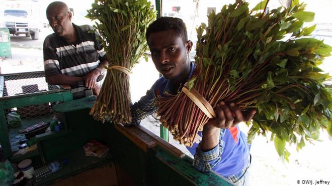 Khat and the civil war - 'Many women entered the khat business after the civil war as it was the only way to provide for their families,' Aidid says. 'After they started doing it, they knew how to do it well, so they continued. An unaccountable number of women now sell khat.' An estimated 20 percent of Somaliland women also chew khat and the figure is rising. Women normally consume it in private.