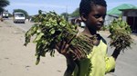 Khat the Green gold of Kenya ,Is a Graveyard For Somali People