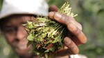 Kenya’s agriculture minister targets miraa cartels over farmer exploitation