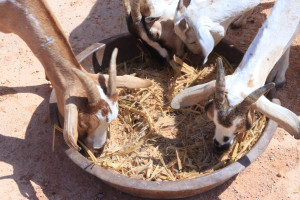 Somali pastoralists turn to feedlots and fodder to modernize livestock production